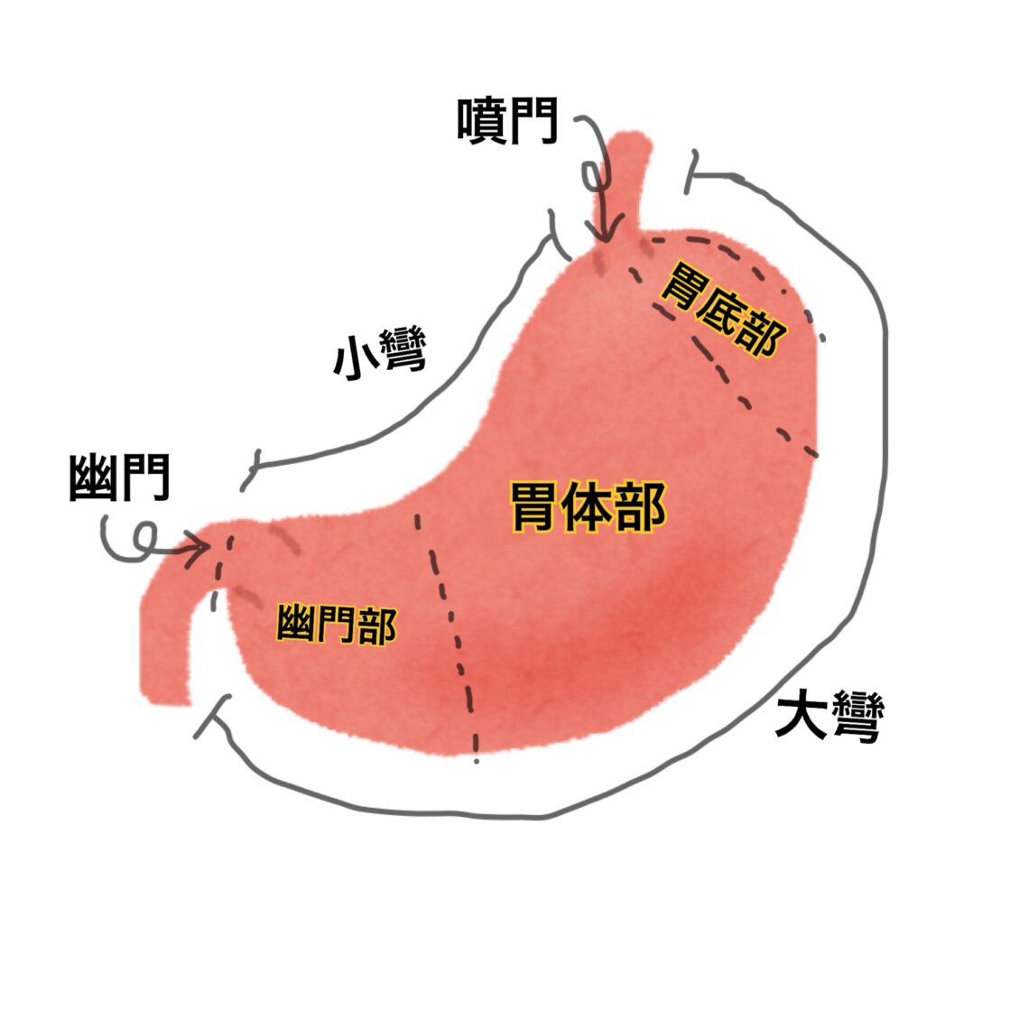 幽門前庭部後壁透亮像 _ 胃穹窿部透亮像 自覚症状 | バリウム検査で異常と指摘・検査で引っかかった – RUOR